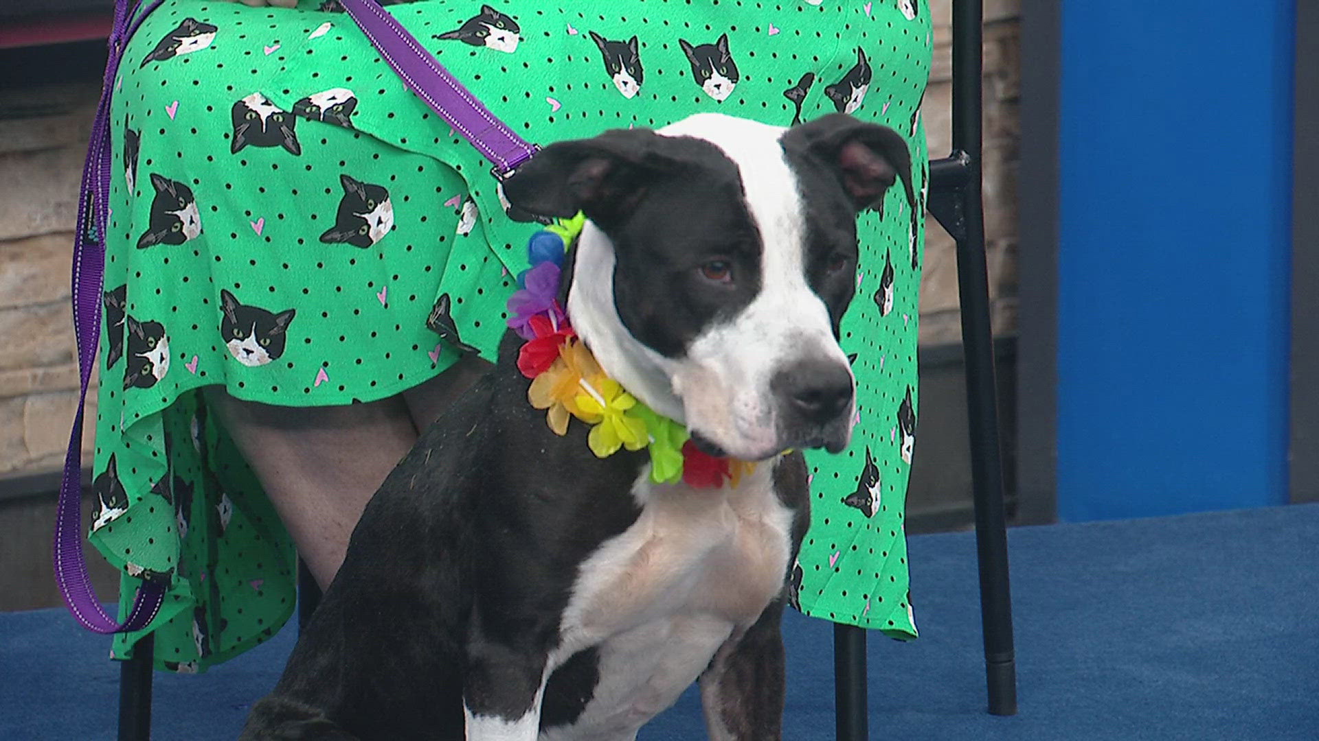 News 8 and the Quad City Animal Welfare Center partner each week to help pets find their forever homes.
