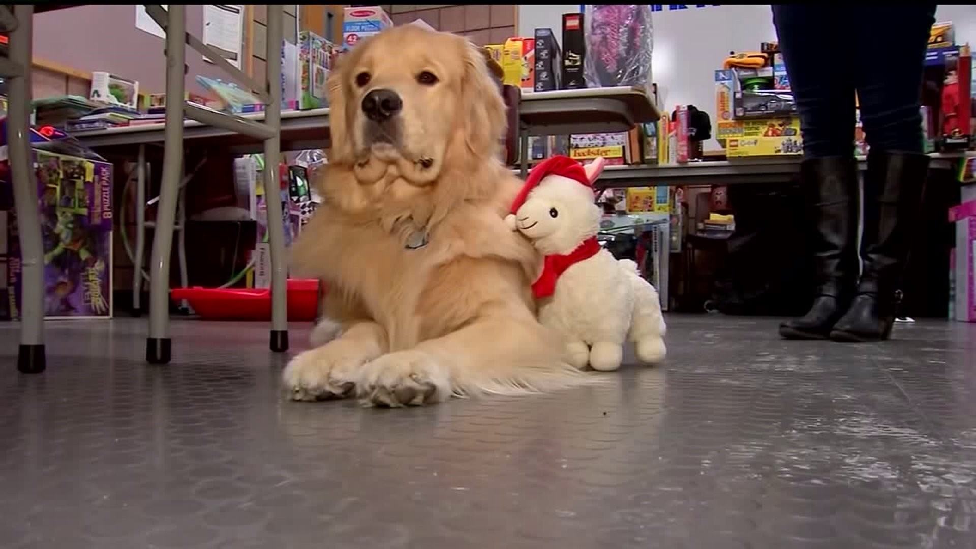 Therapy dog caught stealing toys from charity toy drive