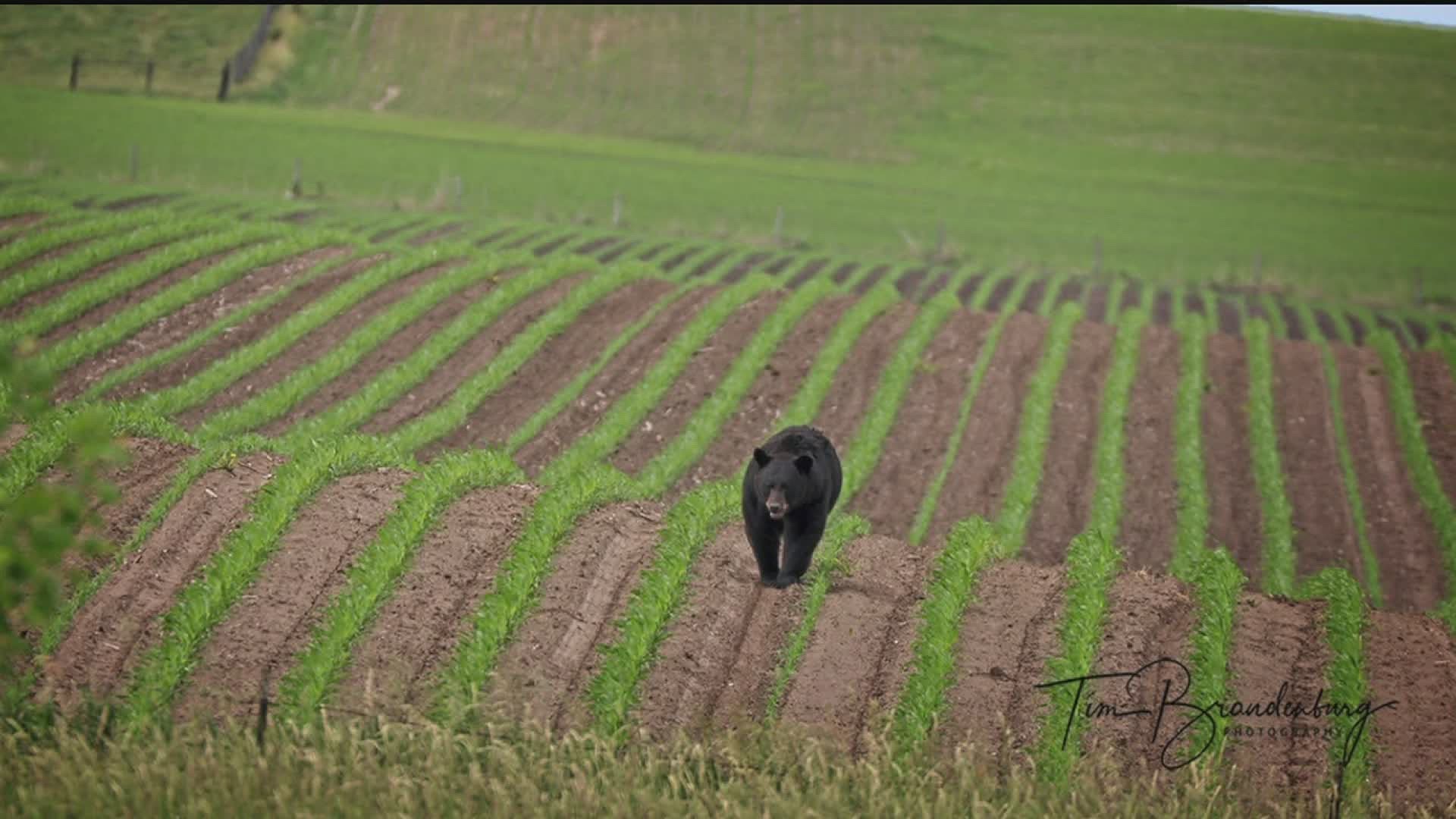 Officials say the bear has crossed Interstate 80 and is heading south.