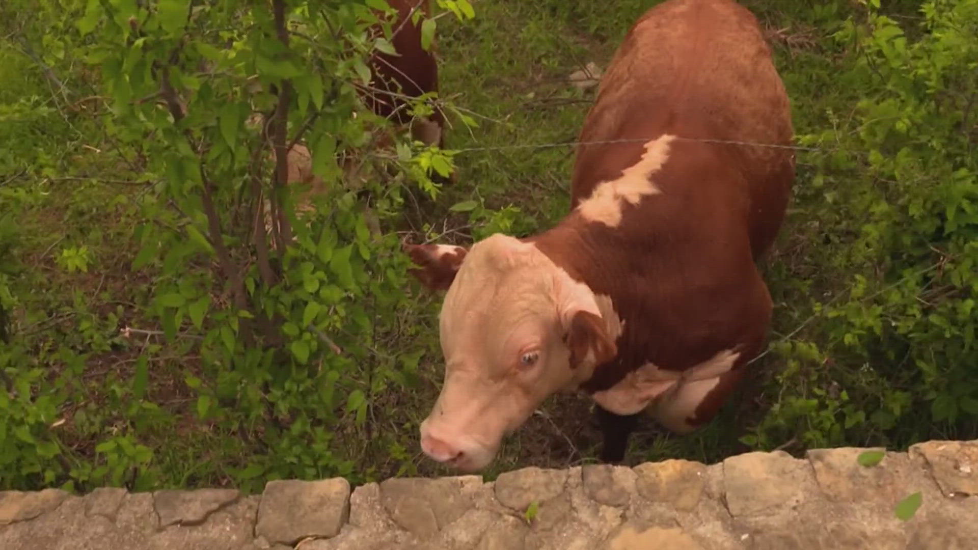 One night a Texas homeowner was startled awake when one of the young bulls she had been giving bananas to came up to her house.