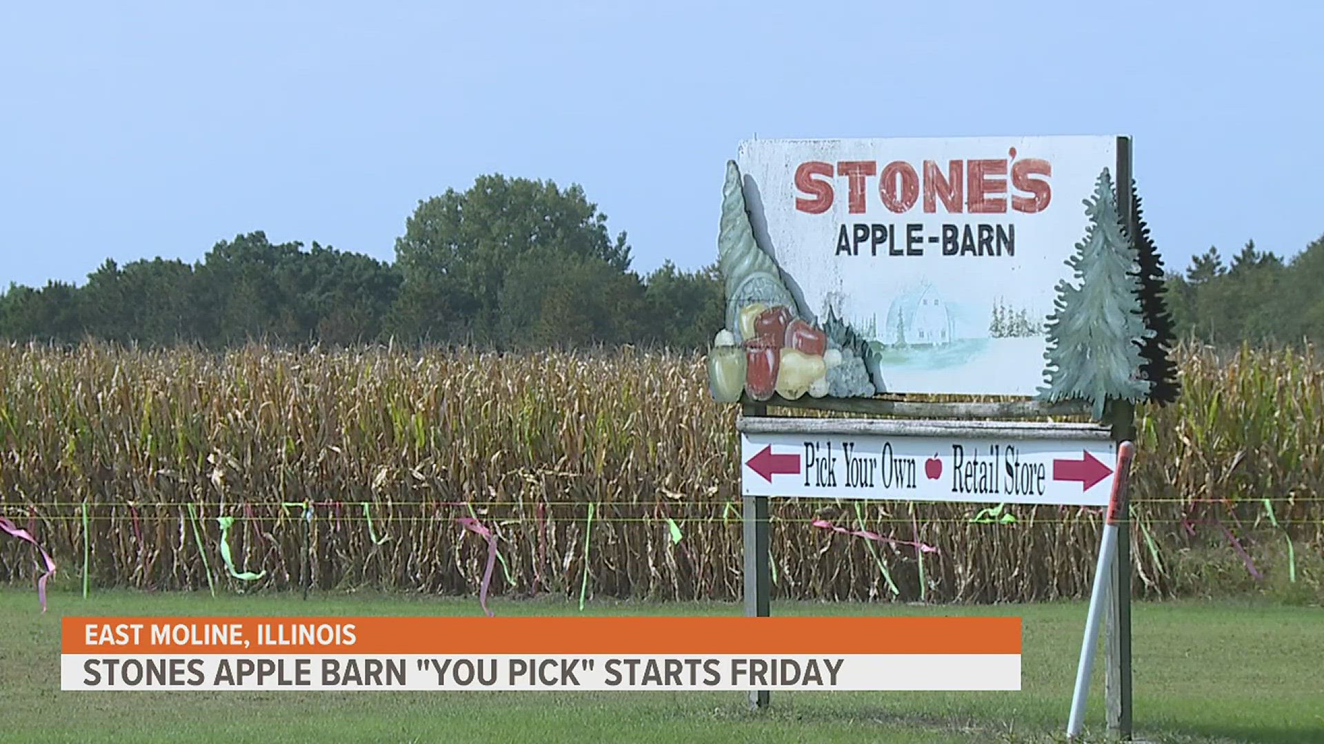 On Friday, Stone's Apple Barn will open up their orchard for the "You Pick" season. Picking time is from Fridays through Sunday