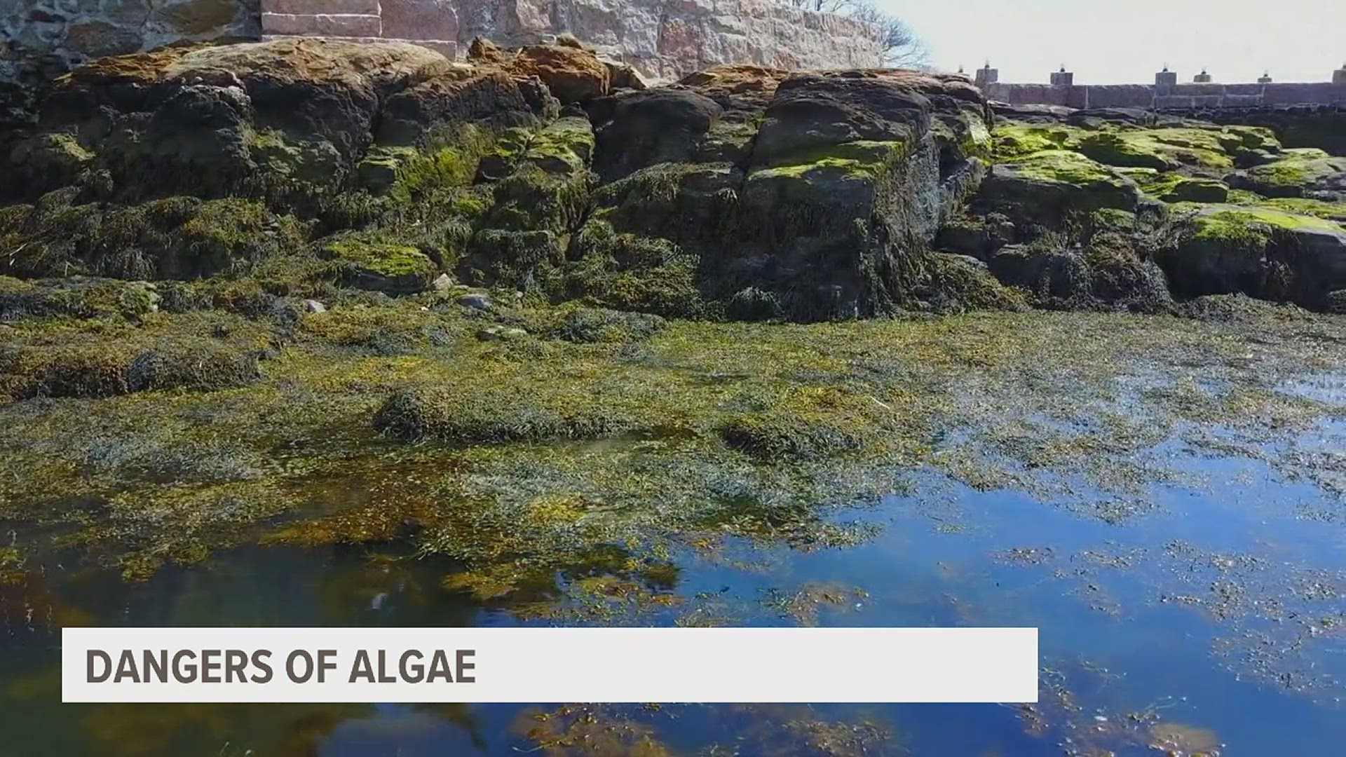 While algae is normally not an issue, the CDC says overgrowths known as blooms can produce harmful toxins in our waters and be deadly to humans and animals.