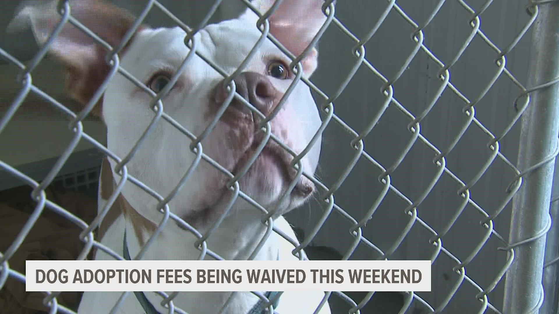 Starting at 11 a.m. on Saturday and lasting through Sunday, all fees will be waived for anyone looking to adopt one of the Scott County Humane Society's 89 dogs.