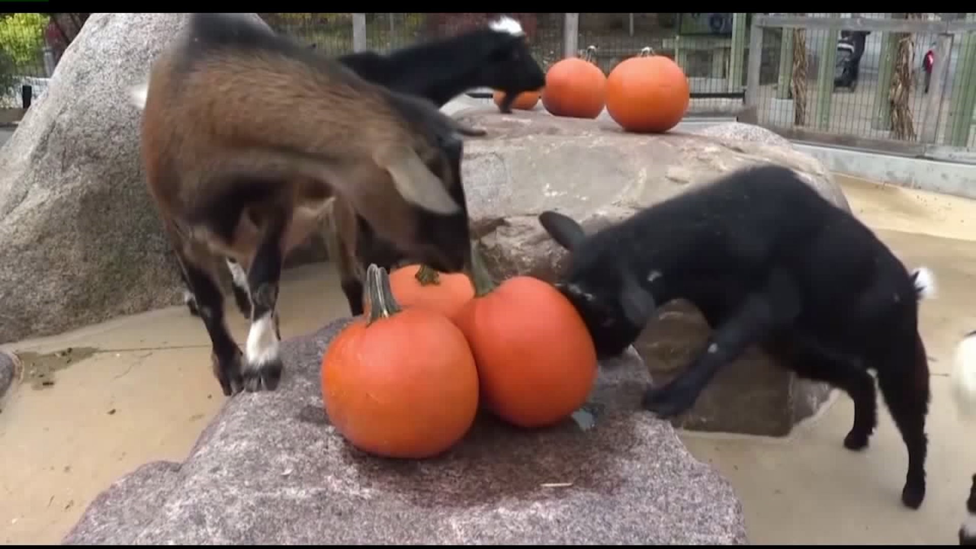 Brookfield Zoo animals get pumpkins
