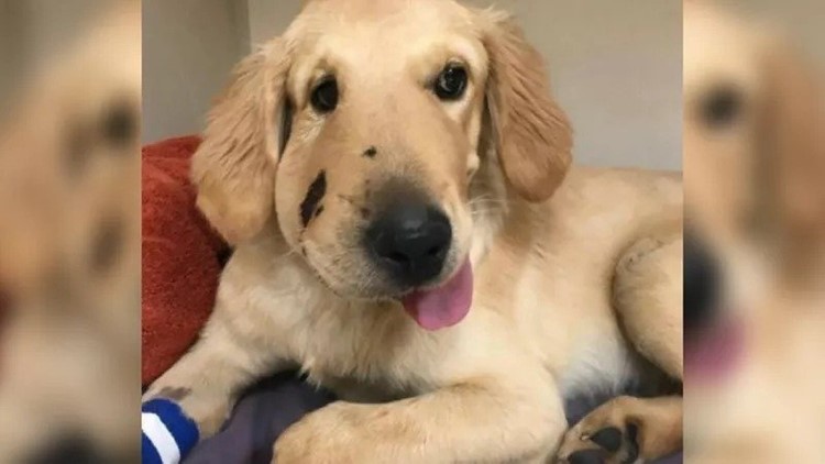 Golden Retriever Puppy Saves Owner From Being Bit By Rattlesnake