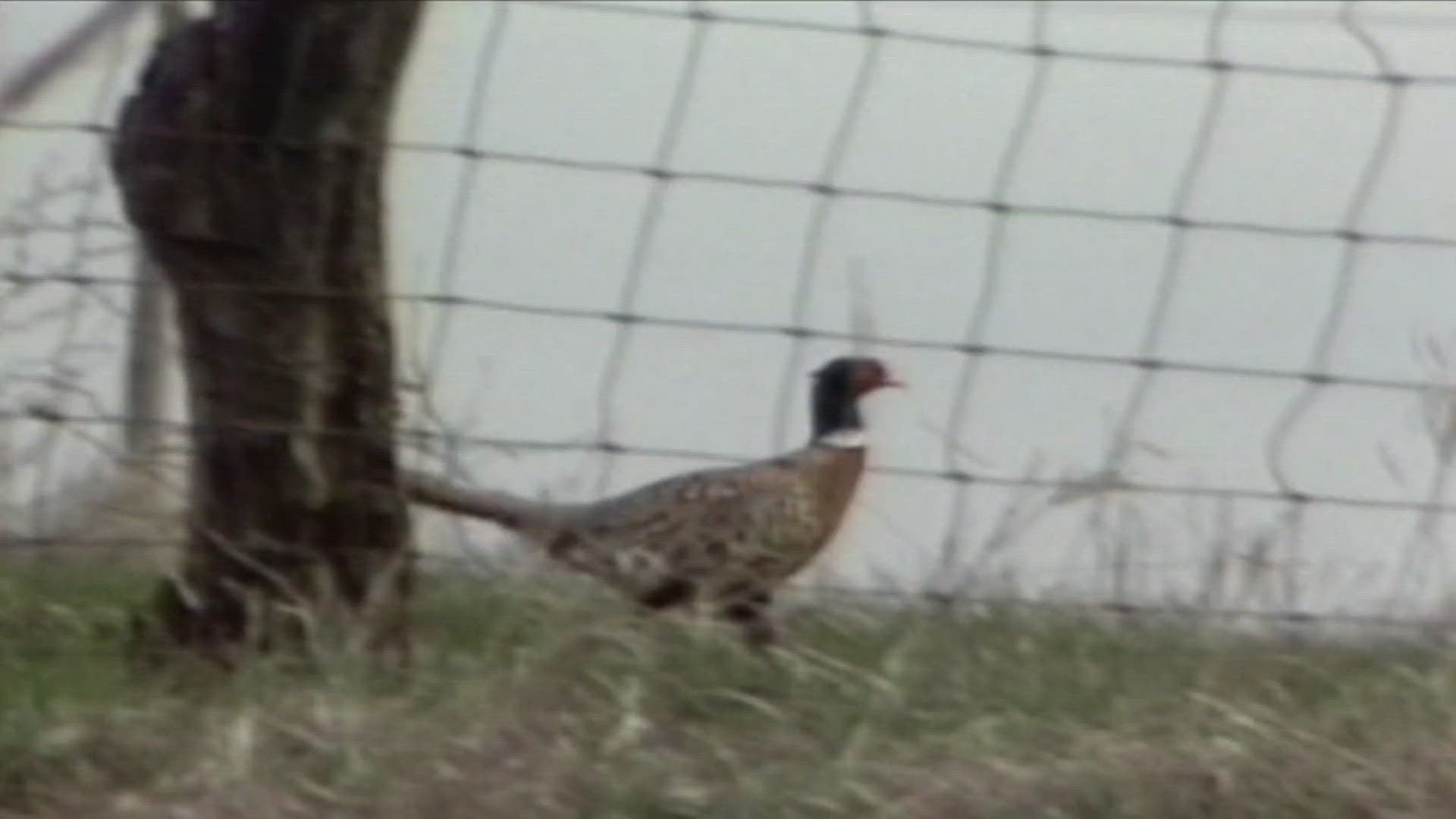 Every August, DNR staff drive more than 6,000 miles of rural roads, counting how many pheasants they see along the way. The data creates Iowa's fall forecast.