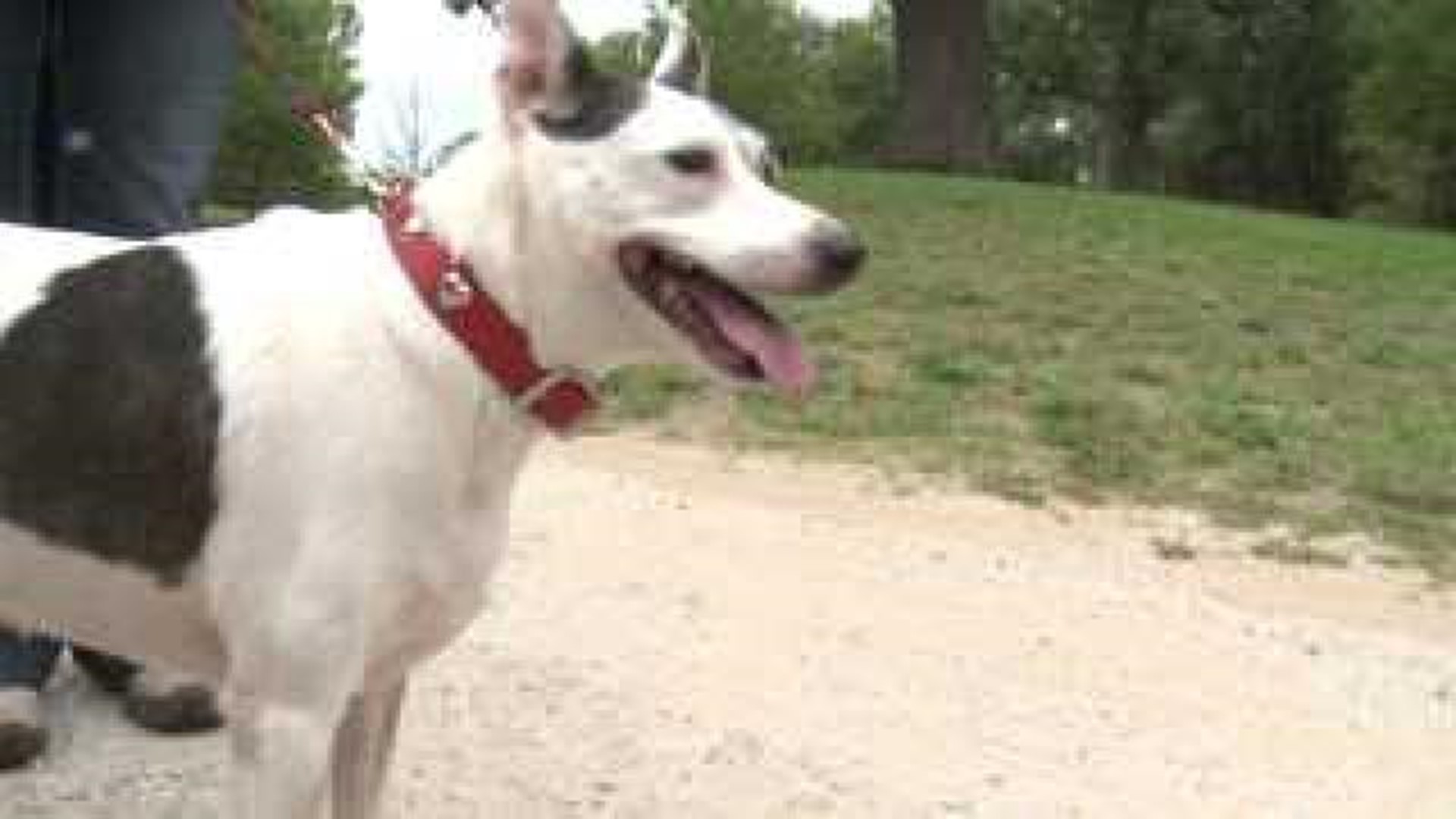 Dog lost in Hurricane Isaac found in Illinois
