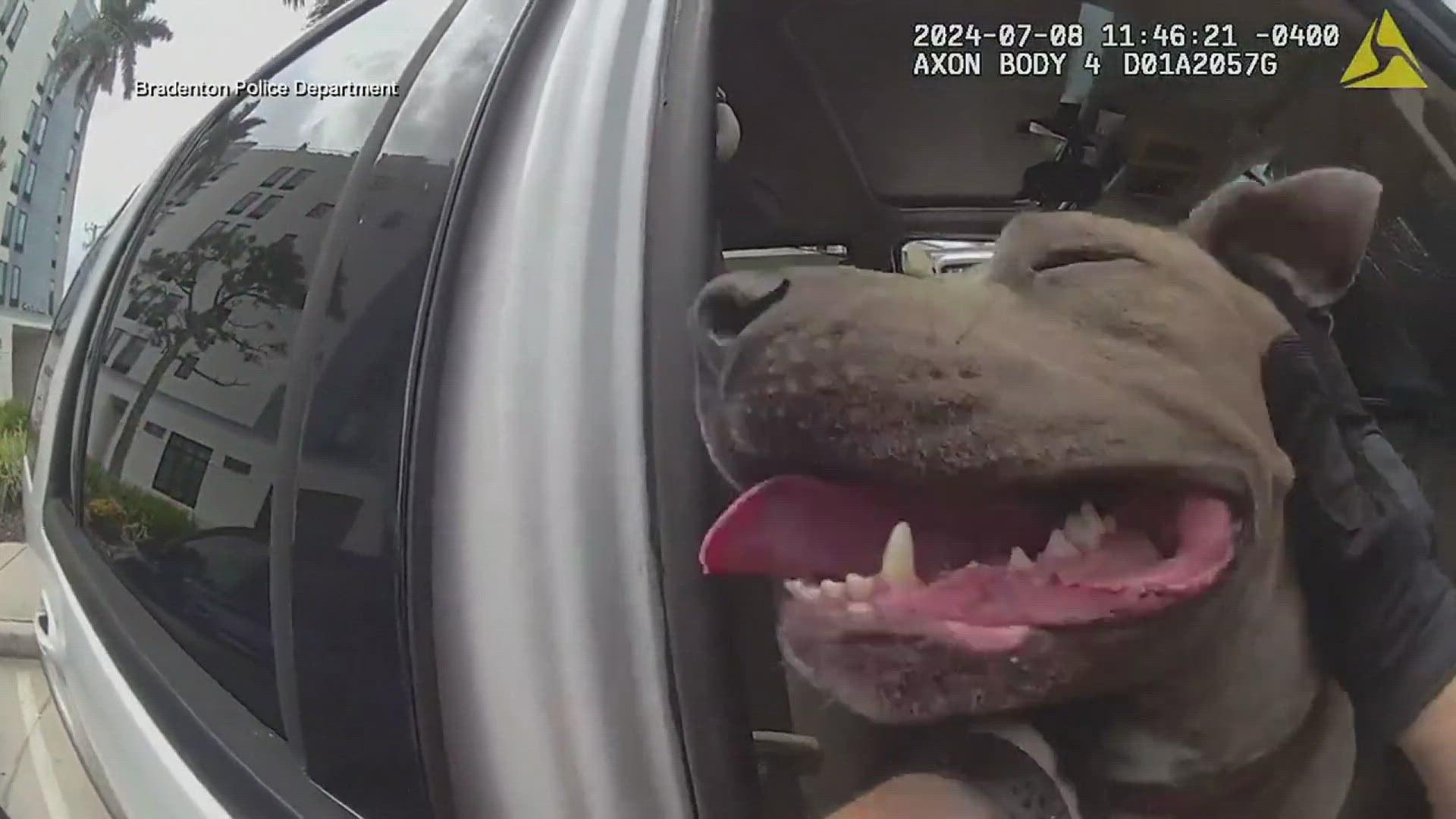 Body cam video shows police rescuing dog from hot car in Florida