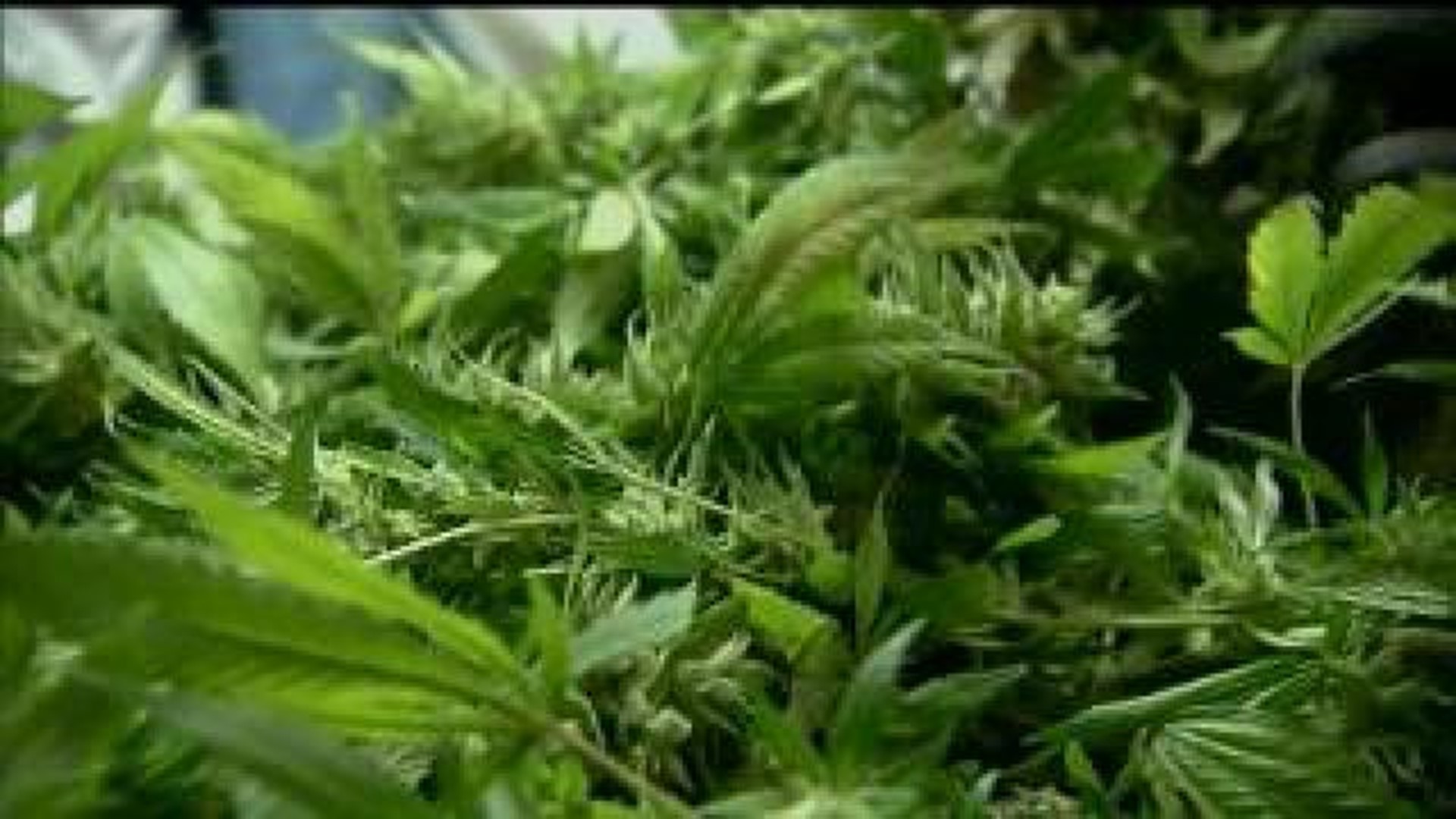 Medical marijuana company purchasing land in Rock Island