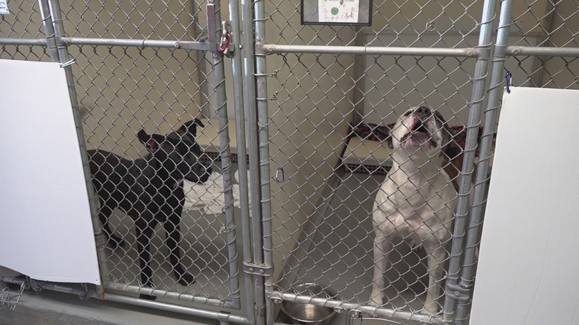 Humane Society of Scott Cty dealing w overcrowding