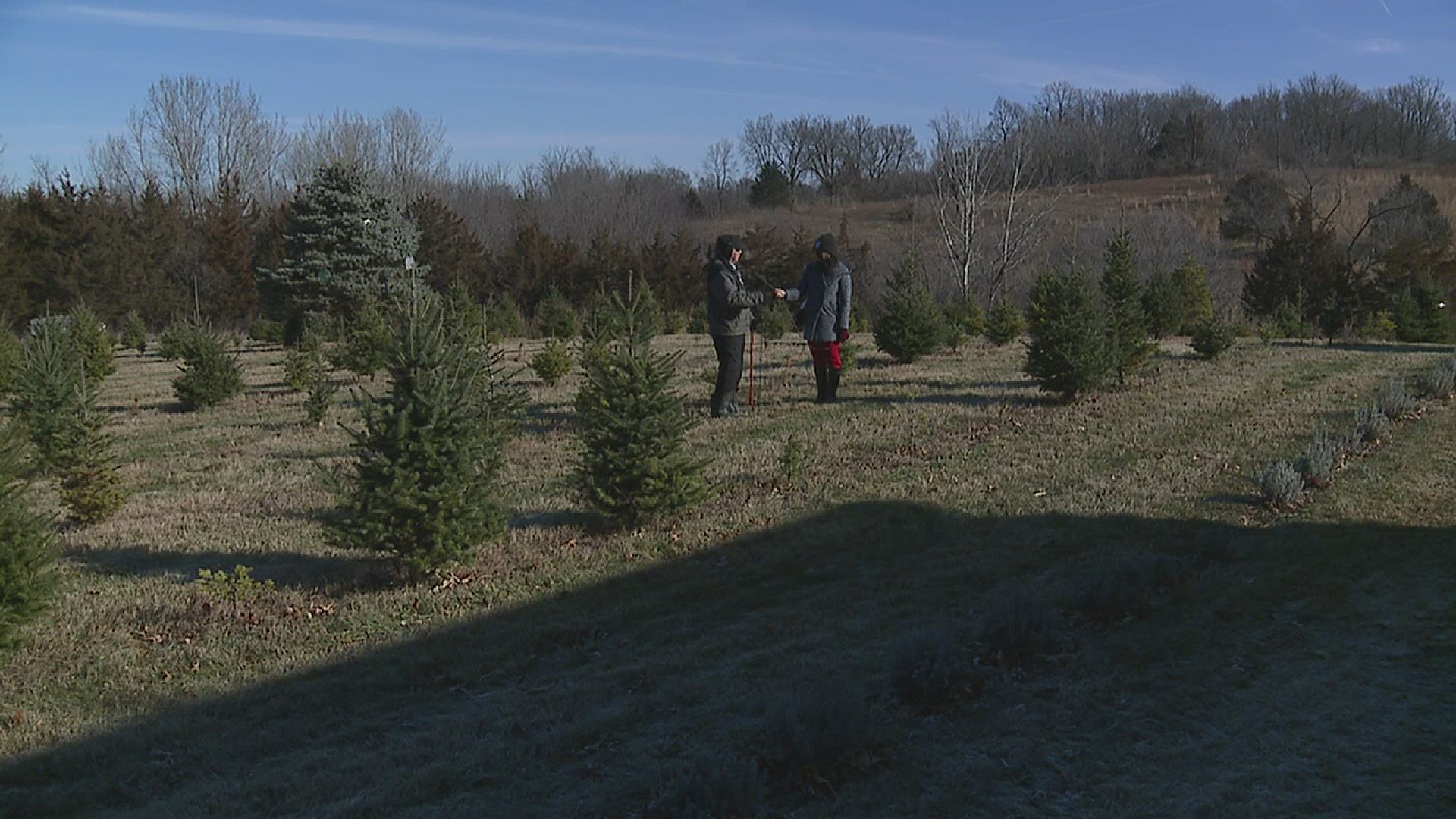 Demand for real Christmas trees booms