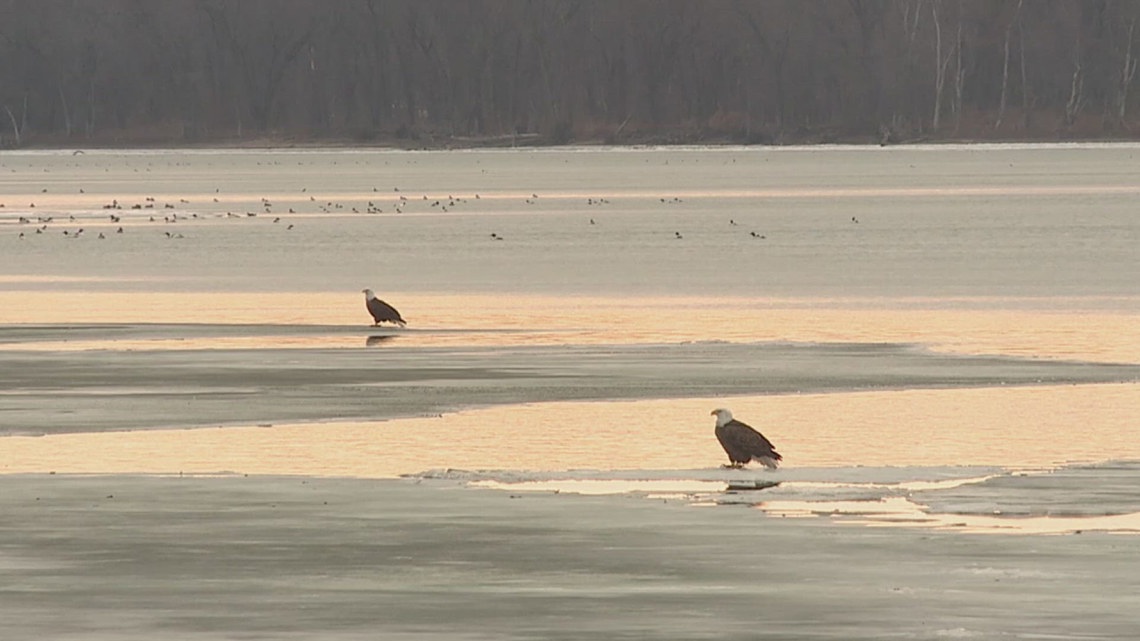 Researchers survey bald eagle night roost at the Milan Bottoms