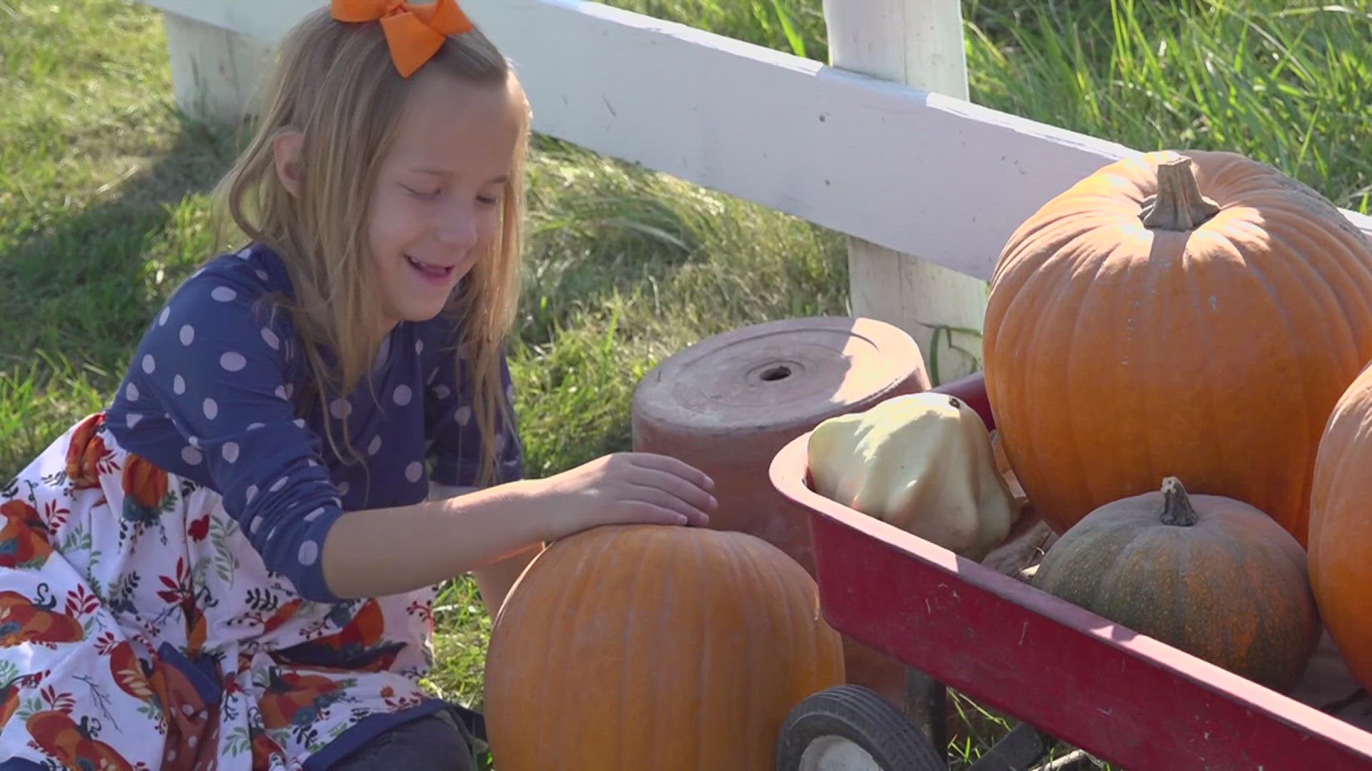 The patch began growing when the DeSutter family threw out their old jack o'lantern into a cattle pasture.