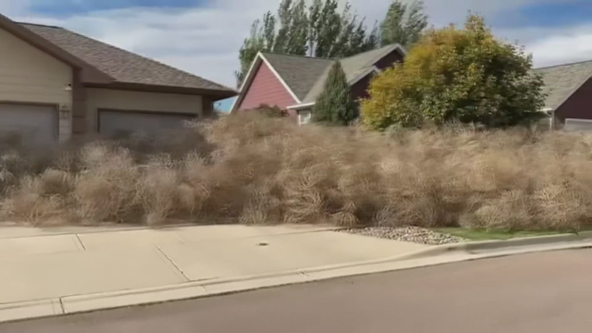 The invasive plant is piling up in front of homes due to high winds.