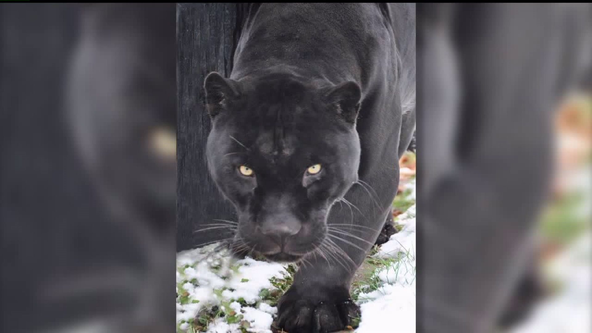 Niabi Zoo Not Replacing Two of its Big Cats Anytime Soon