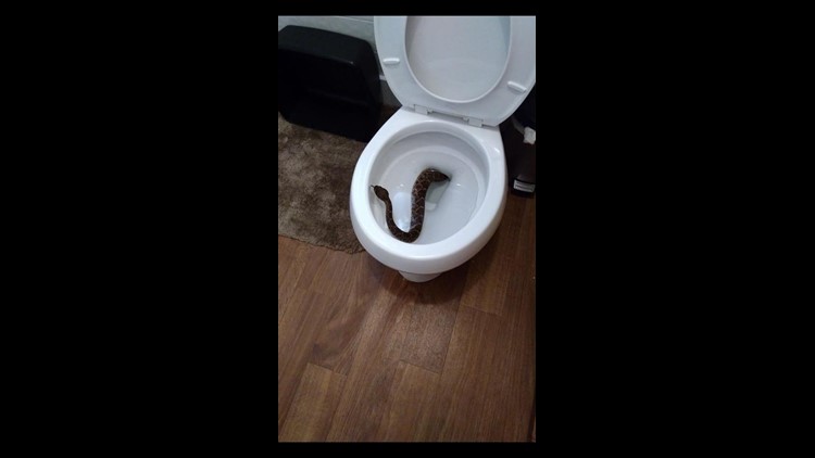 24 rattlesnakes found in Texas house -- including one in the toilet