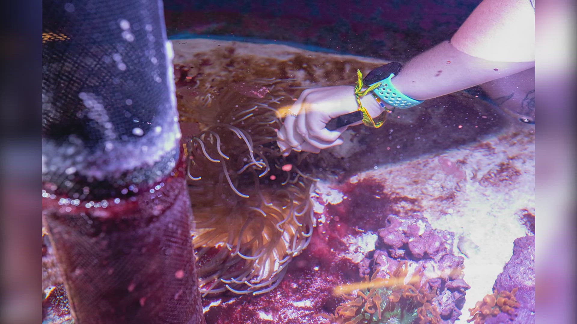 Despite being hundreds of miles away from any ocean, the staff and students at SIU are leading the charge on several underwater efforts, including growing coral.