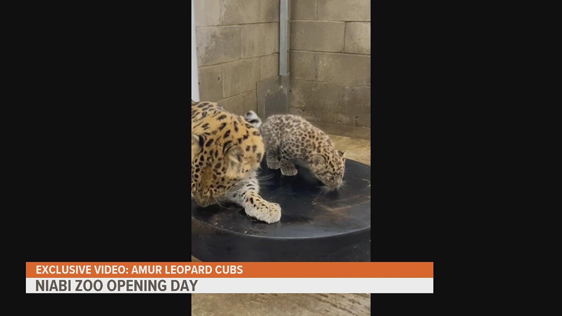 Niabi Zoo Assistant Director Tammy Schmidt appeared live on Good Morning Quad Cities to share update on the Amur Leopard Cubs and more