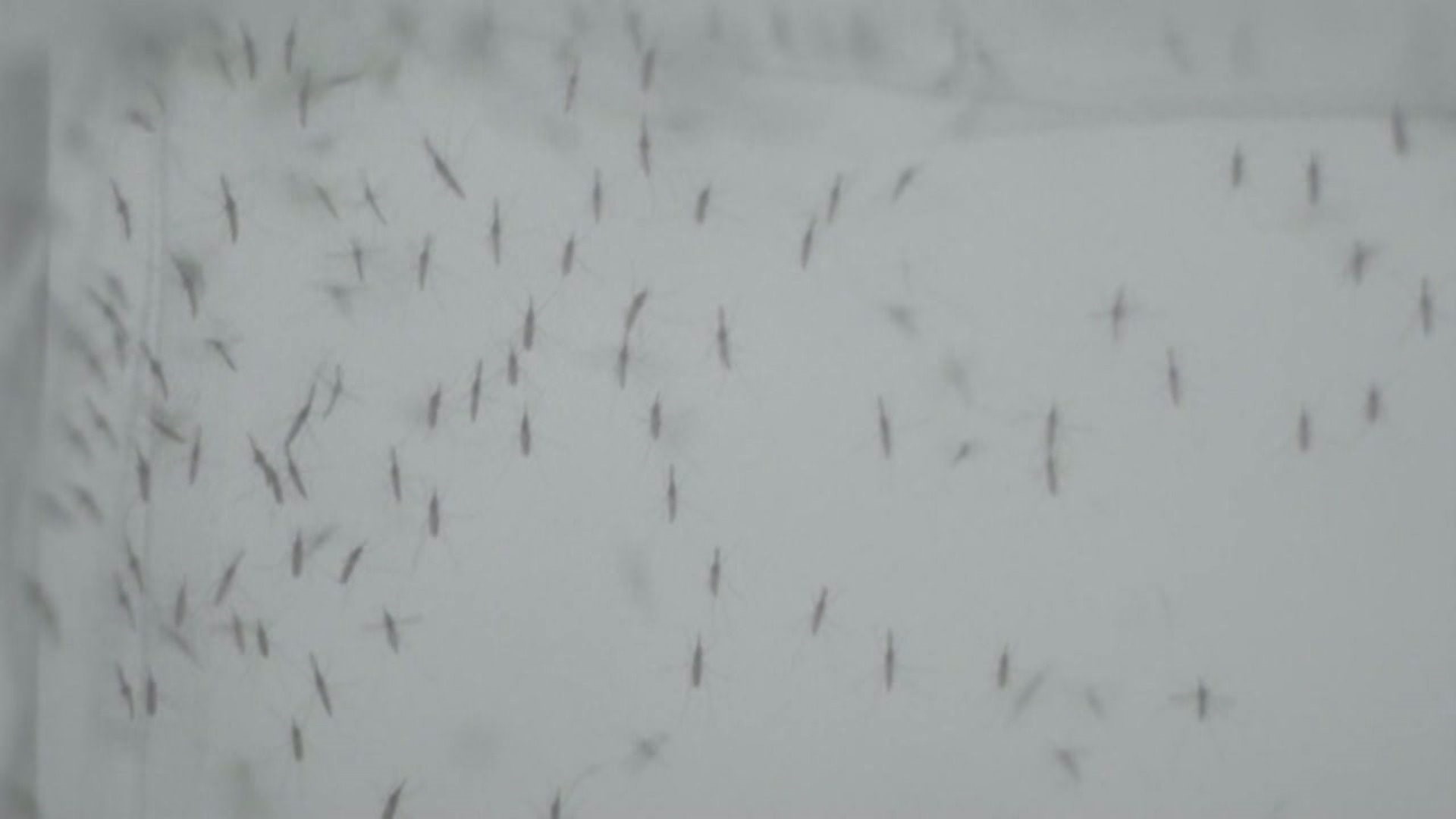Experts explain why mosquitoes may seem worse this year