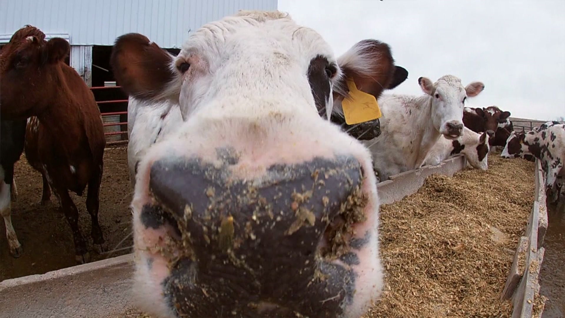 Cows tell each other how they`re feeling, new study finds