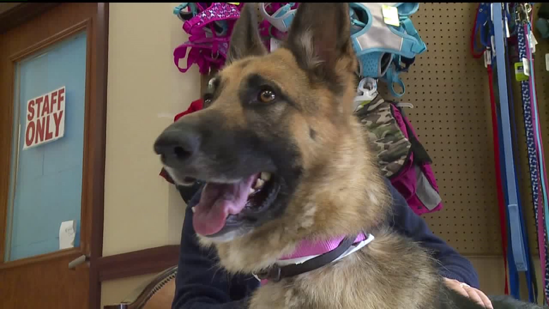 Dog abandoned in Blue Grass recovering, preparing for forever home