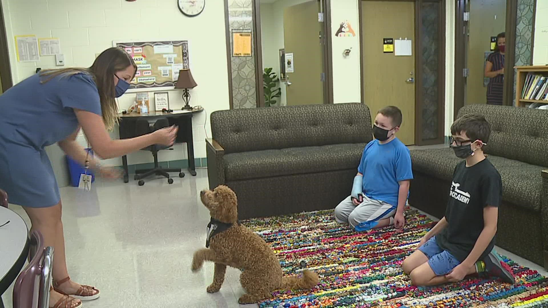 Cooper is a Therapy Dog at Wilson Middle School in Moline... and they're making it official!