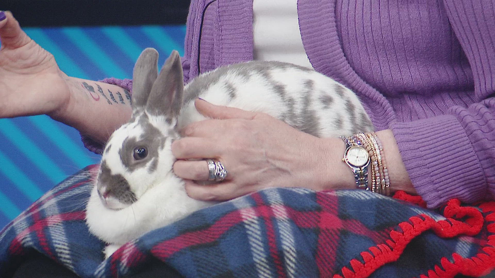 Patti McRae with the Quad Cities Animal Welfare Center brings JR and Lil Girl to the News 8 studio. JR and Lil Girl are a bonded pair of two-year-old female bunnies.