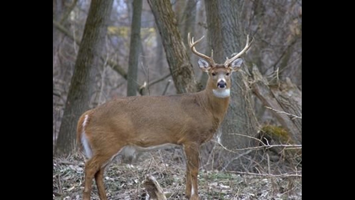 Iowa outfitter and hunters charged for illegal deer hunts