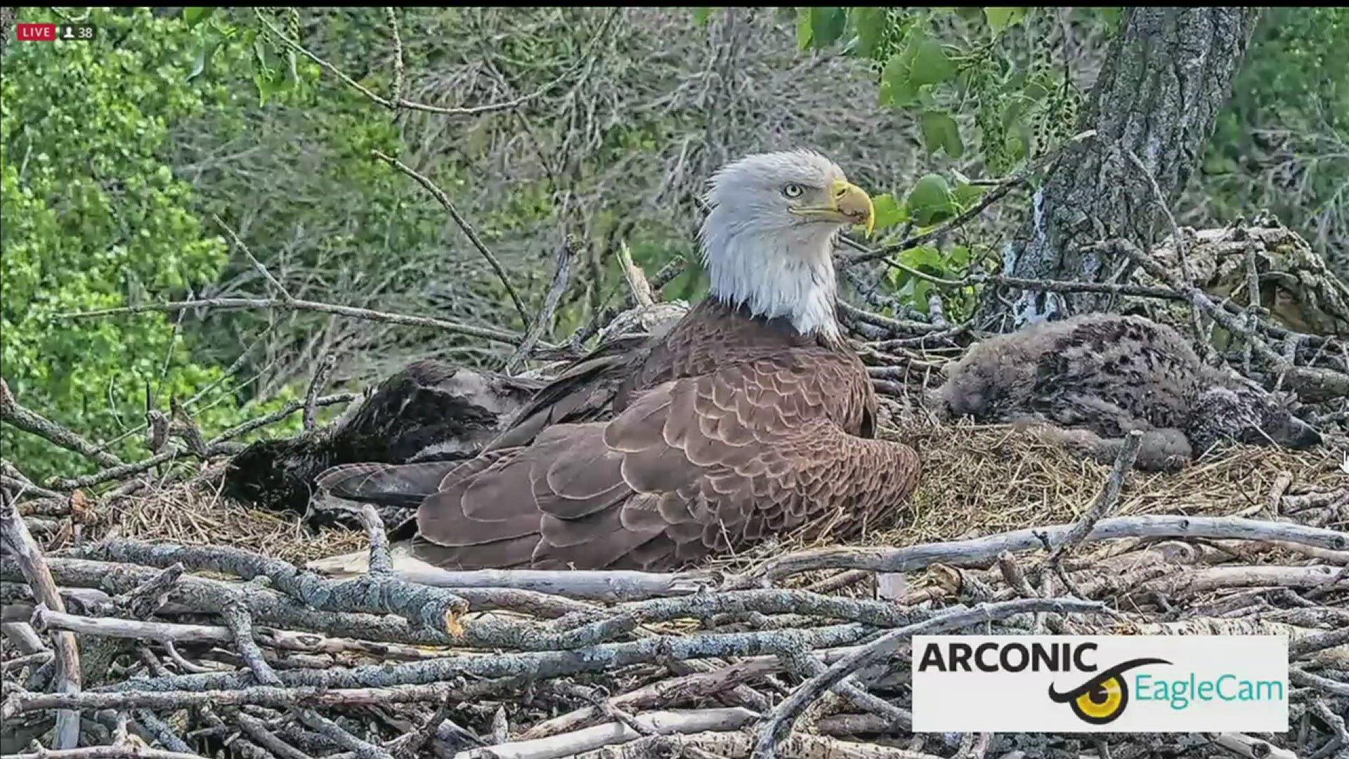 The eaglets were born in early April. Their parents, Liberty and Justice, first made their nest near the Arconic plant in 2009.