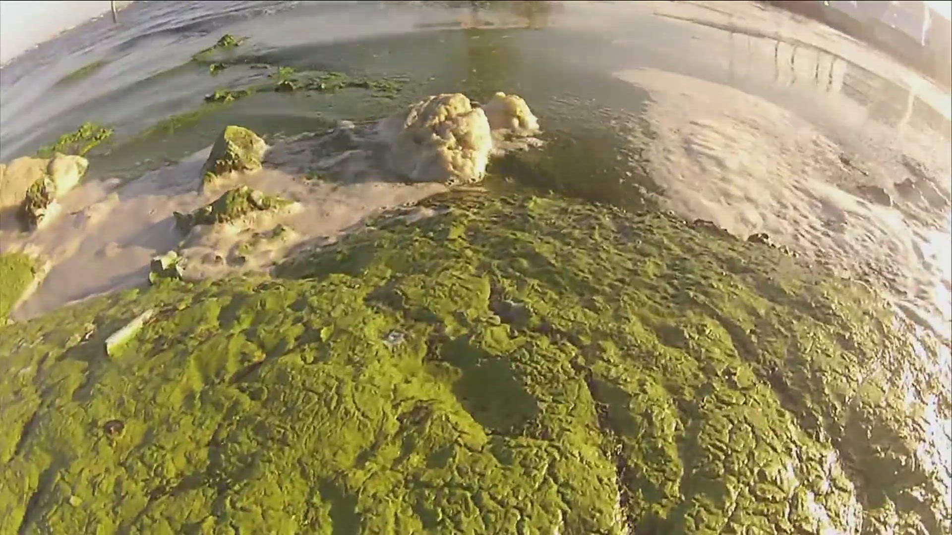 Water containing these algal blooms can cause health risks to humans and pets including vomiting, rash and diarrhea.