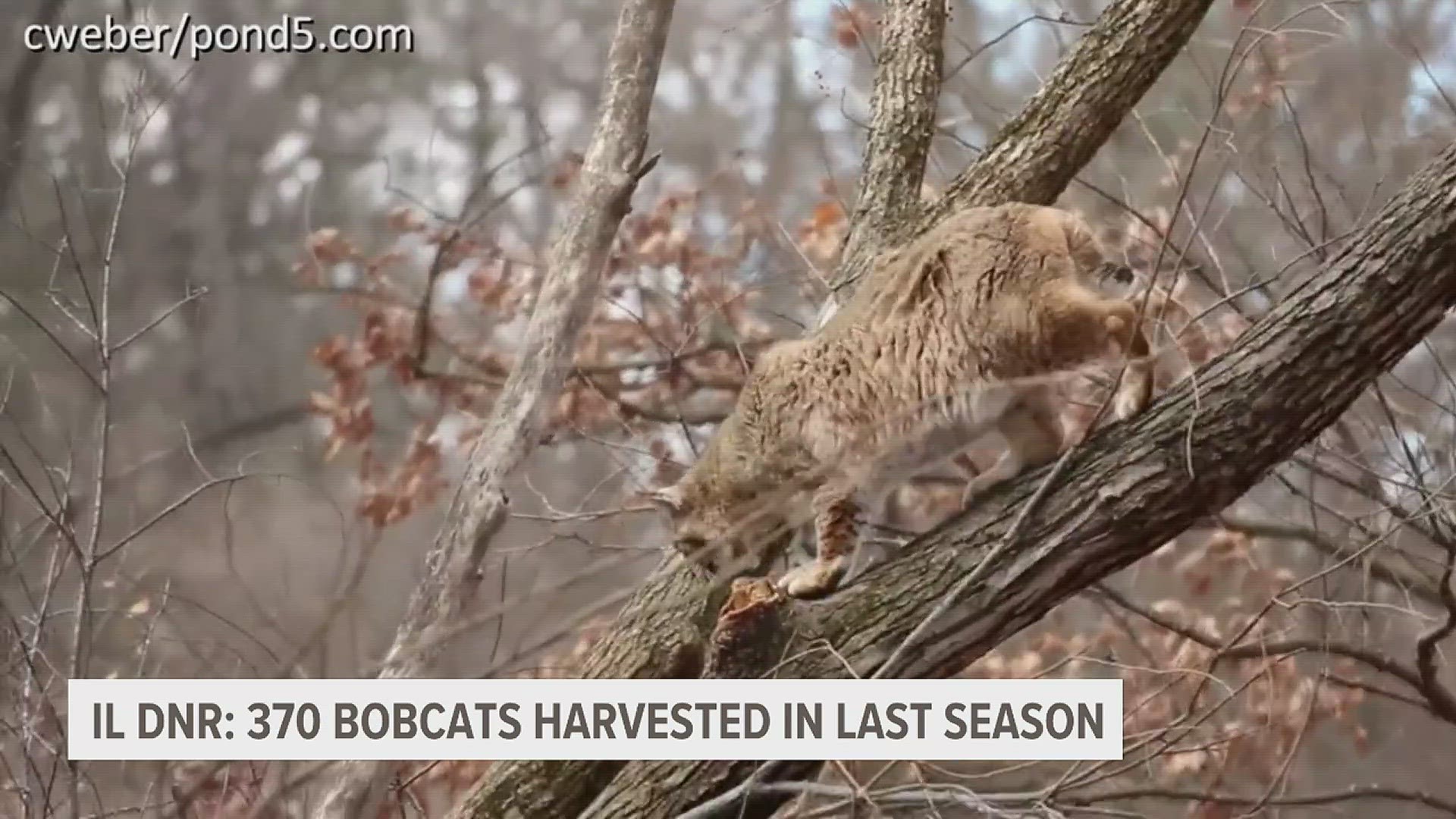 214 bobcats were hunted while 156 were captured through trapping. 19 were salvaged (i.e. road kill).