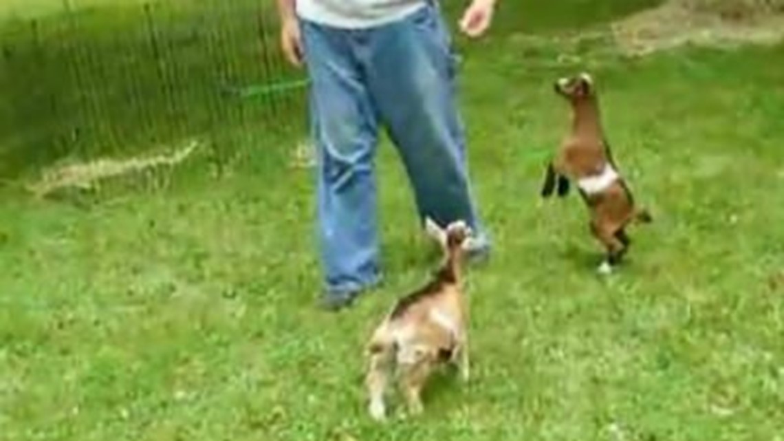Video Playful little goat