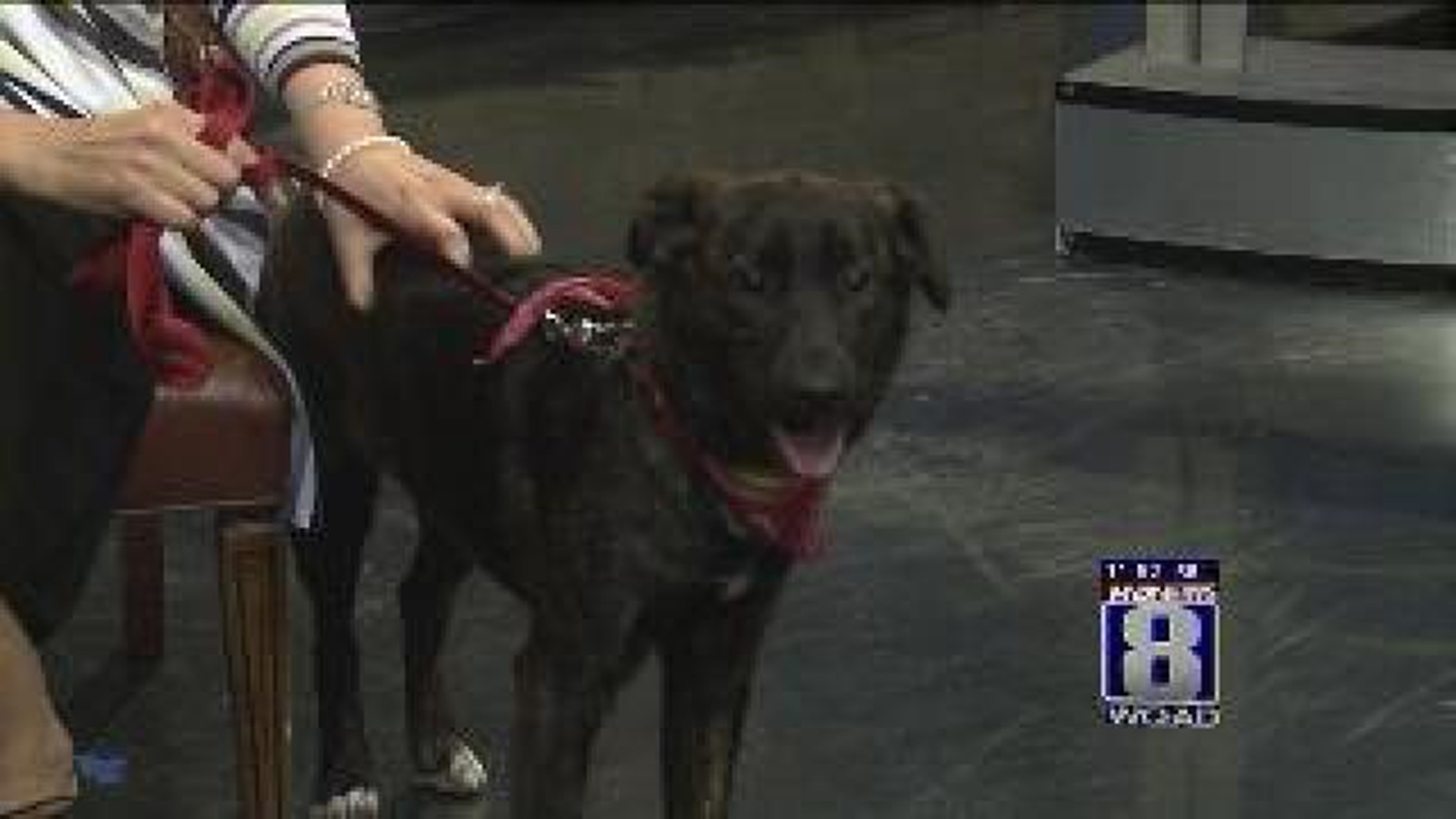 Pet of the Week From QCAWC
