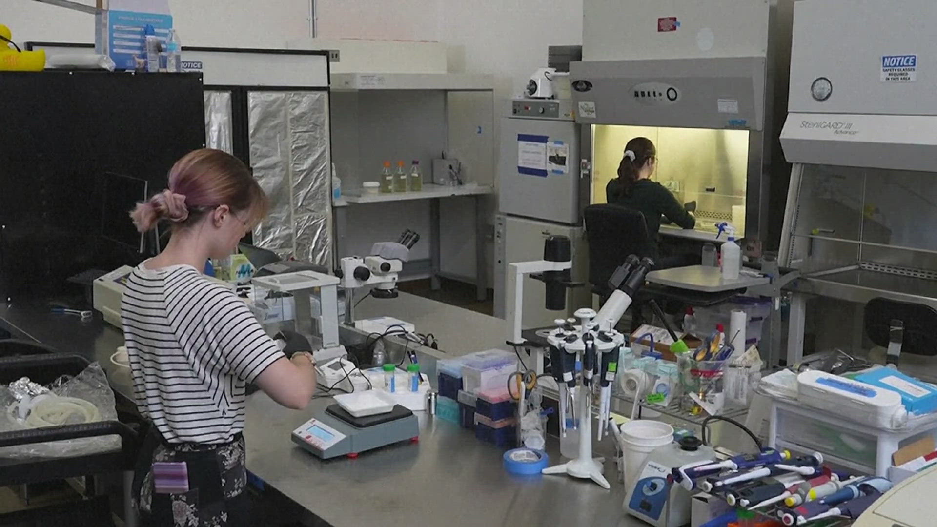 California Cultured is a company that grows cocoa from cell cultures at a facility near Sacramento. It's part of an effort to save the plants.