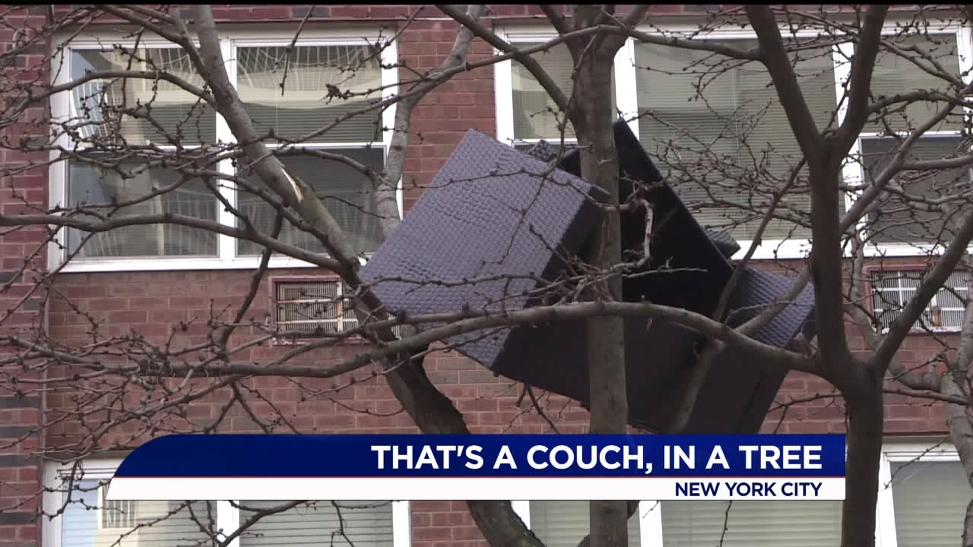 Couch gets stuck in New York tree