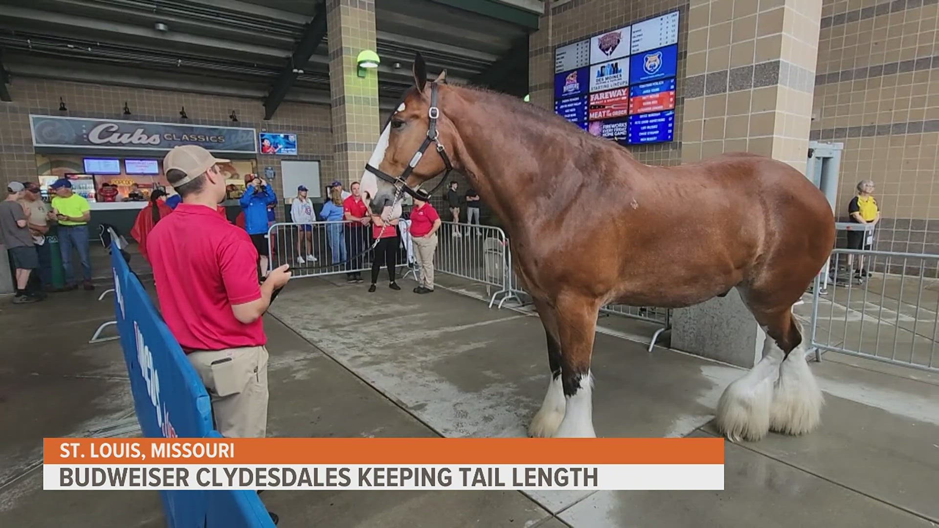 Budweiser will stop docking the tails of their Clydesdales, which is a controversial procedure for the animals. This decision was made from criticism from activists.