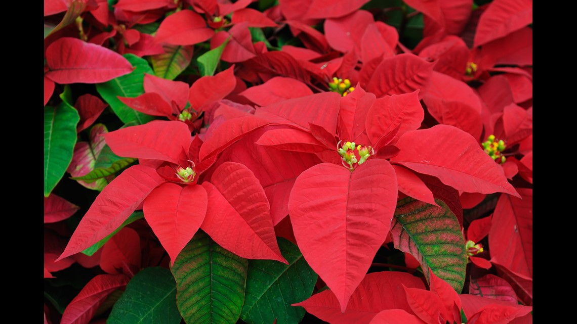 How To Keep Your Poinsettia Alive After Christmas | Wqad.com