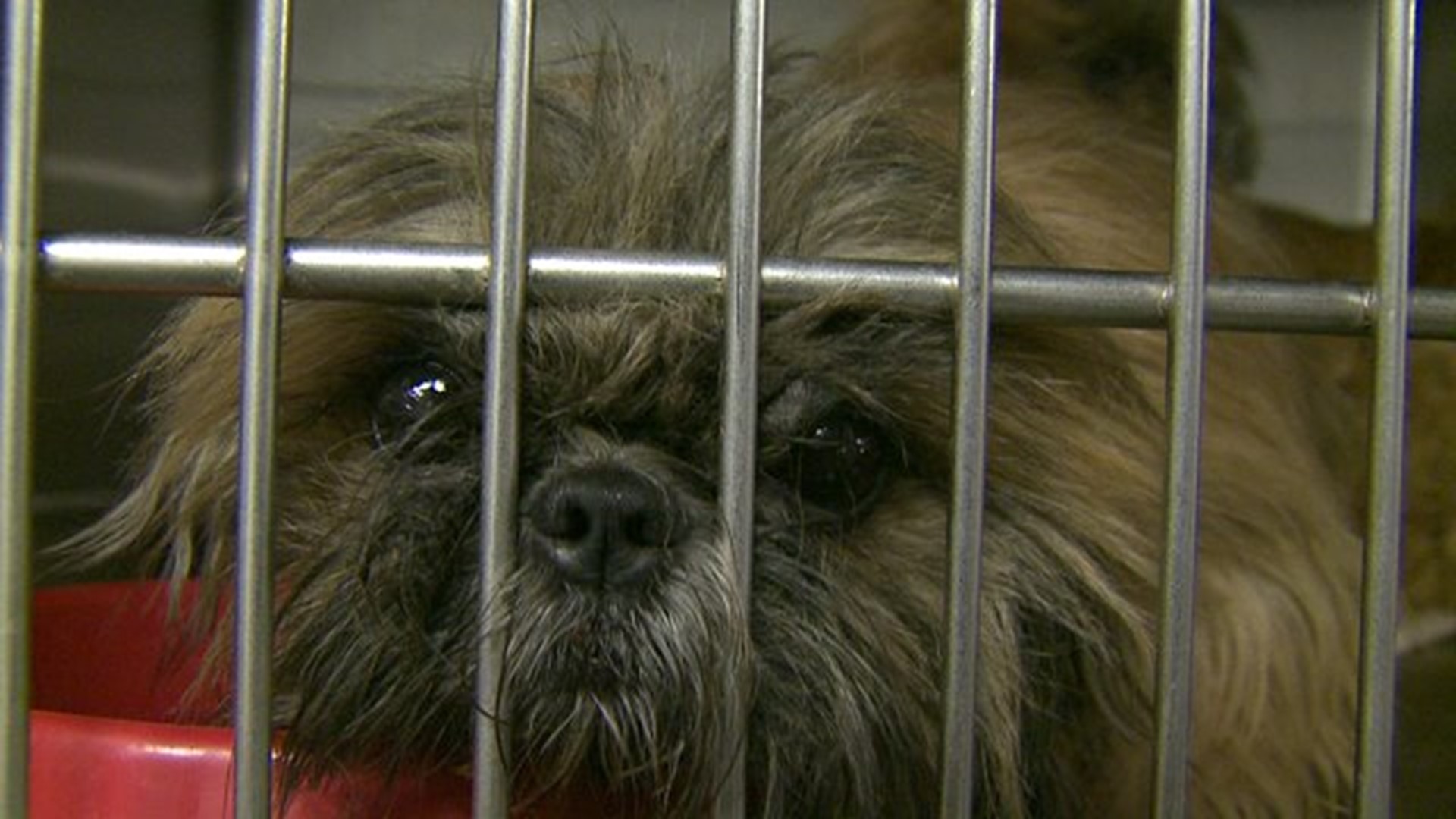 Seventy-seven dogs rescued from Burlington home