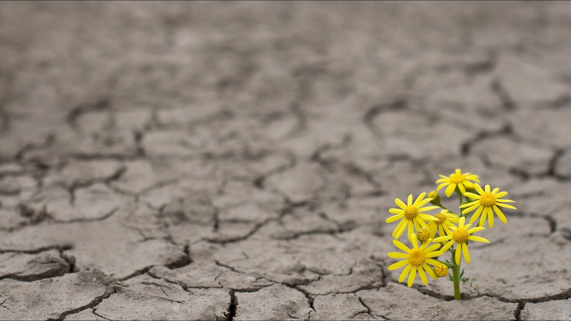 Qualifying farmers impacted by drought in 2023 can apply for FSA emergency loan assistance. Landowners have until April 2024 to apply.