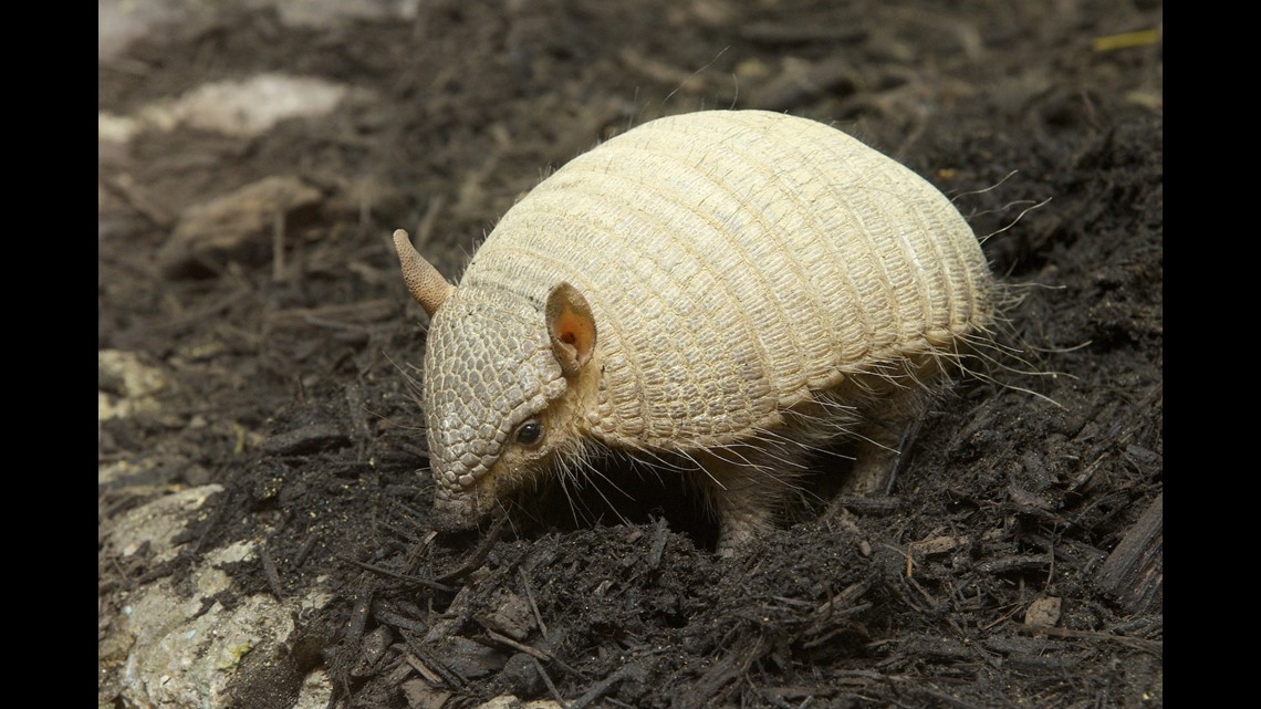 Armadillos cause spike in leprosy cases in Florida