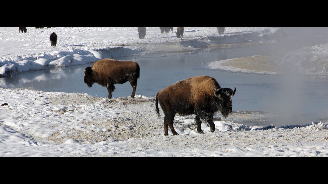Bison attacks woman who was trying to take selfie with it in
