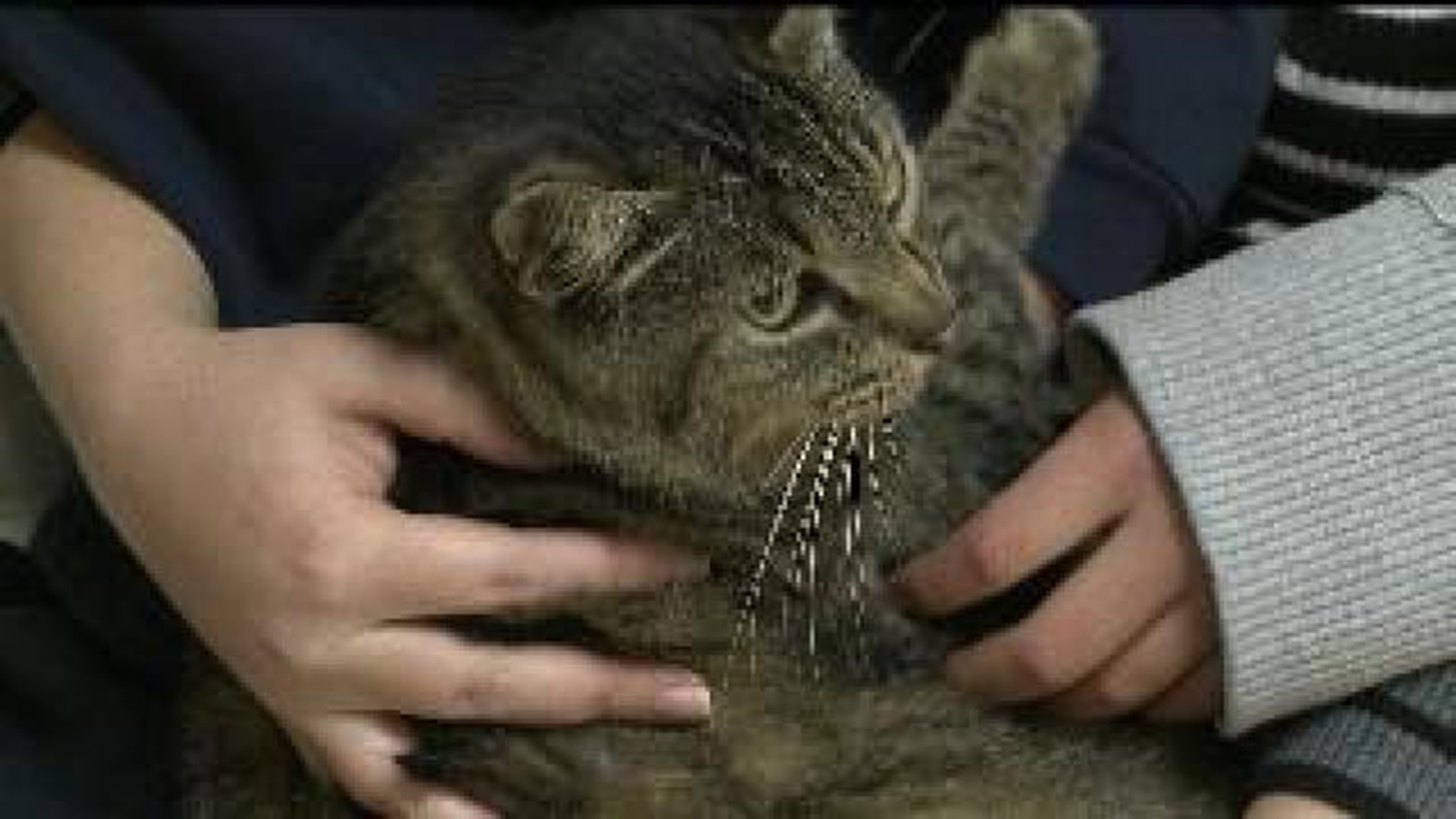 Cat reunited with family after five years