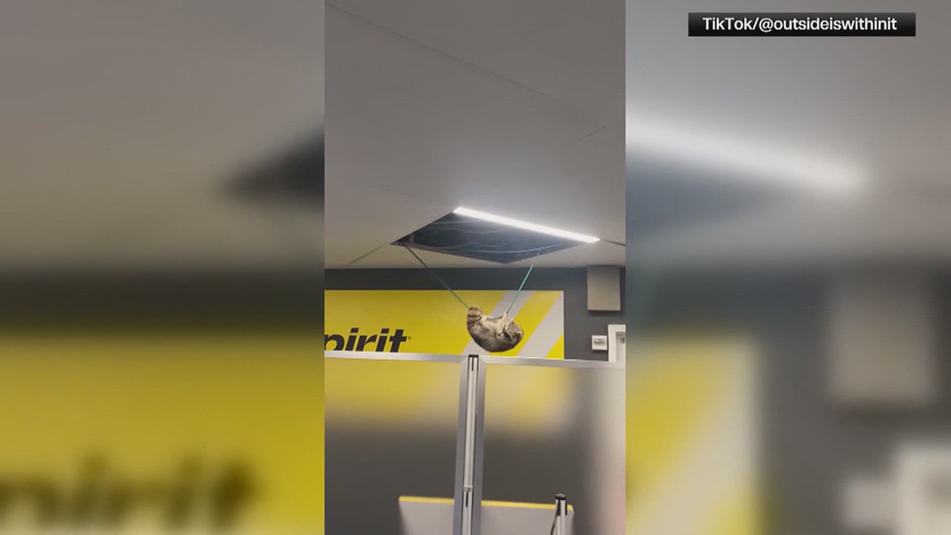 The raccon was spotted and filmed dangling on a wire in the ceiling after a part of the ceiling collapsed but eventually fell down and took off.