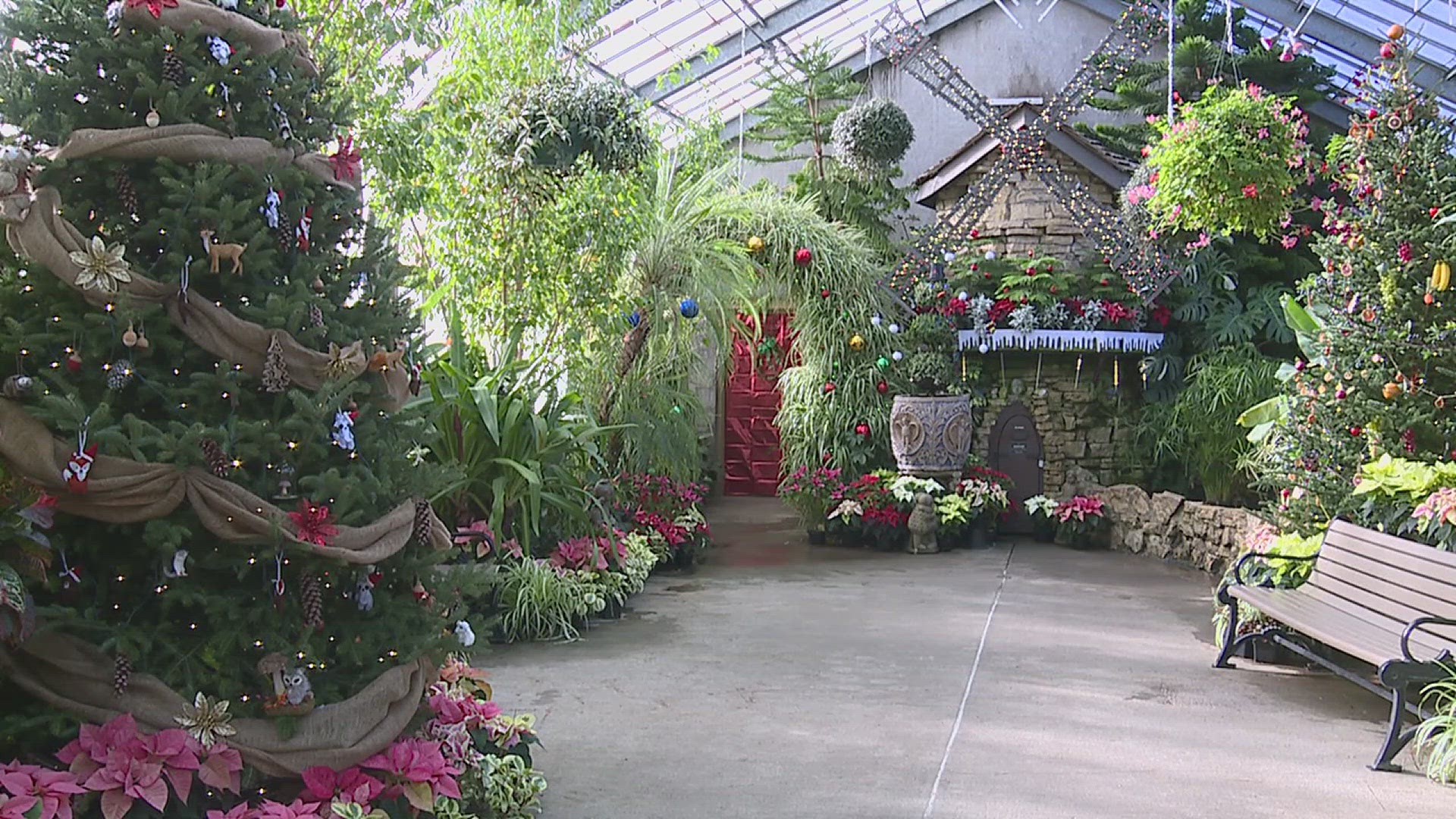 The poinsettia and lights display began Nov. 30 and lasts until Jan. 12.