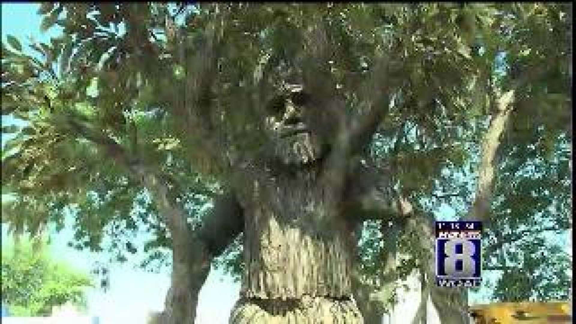 What's New At The Fair: Tree Man