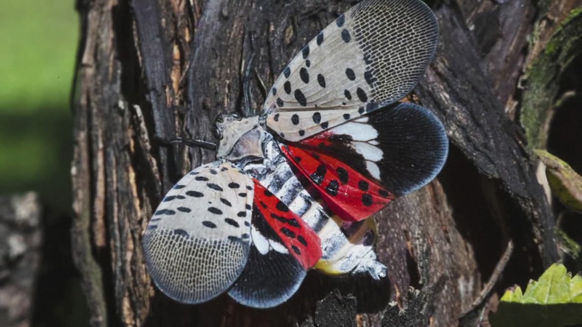 National Invasive Species Awareness Week highlights local threats