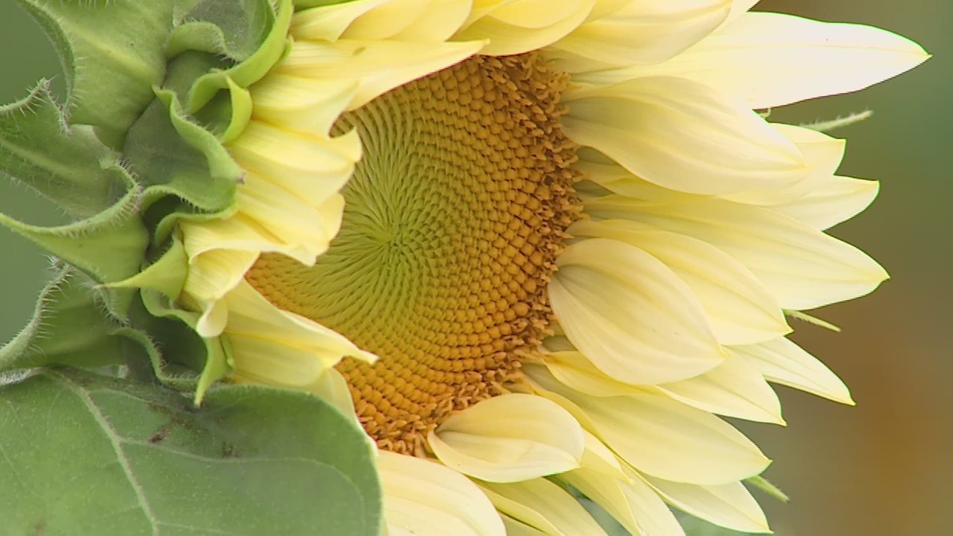 The sunflower patch is open from 10 a.m. to 4 p.m. from July 12th through 25th. Tickets are required.