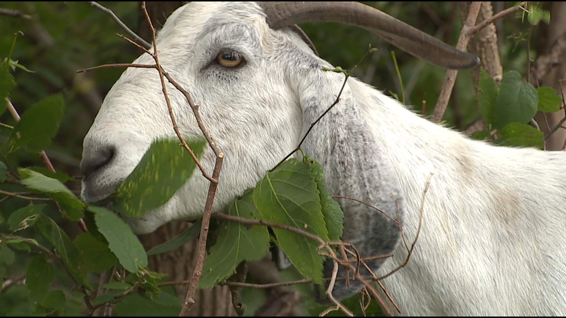 Four goats are on loan from a Davenport farm until mid-September to eat the undergrowth on a steep hillside on the property.
