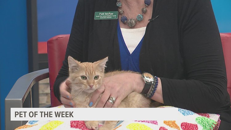 PET OF THE WEEK: Cali the Kitty!