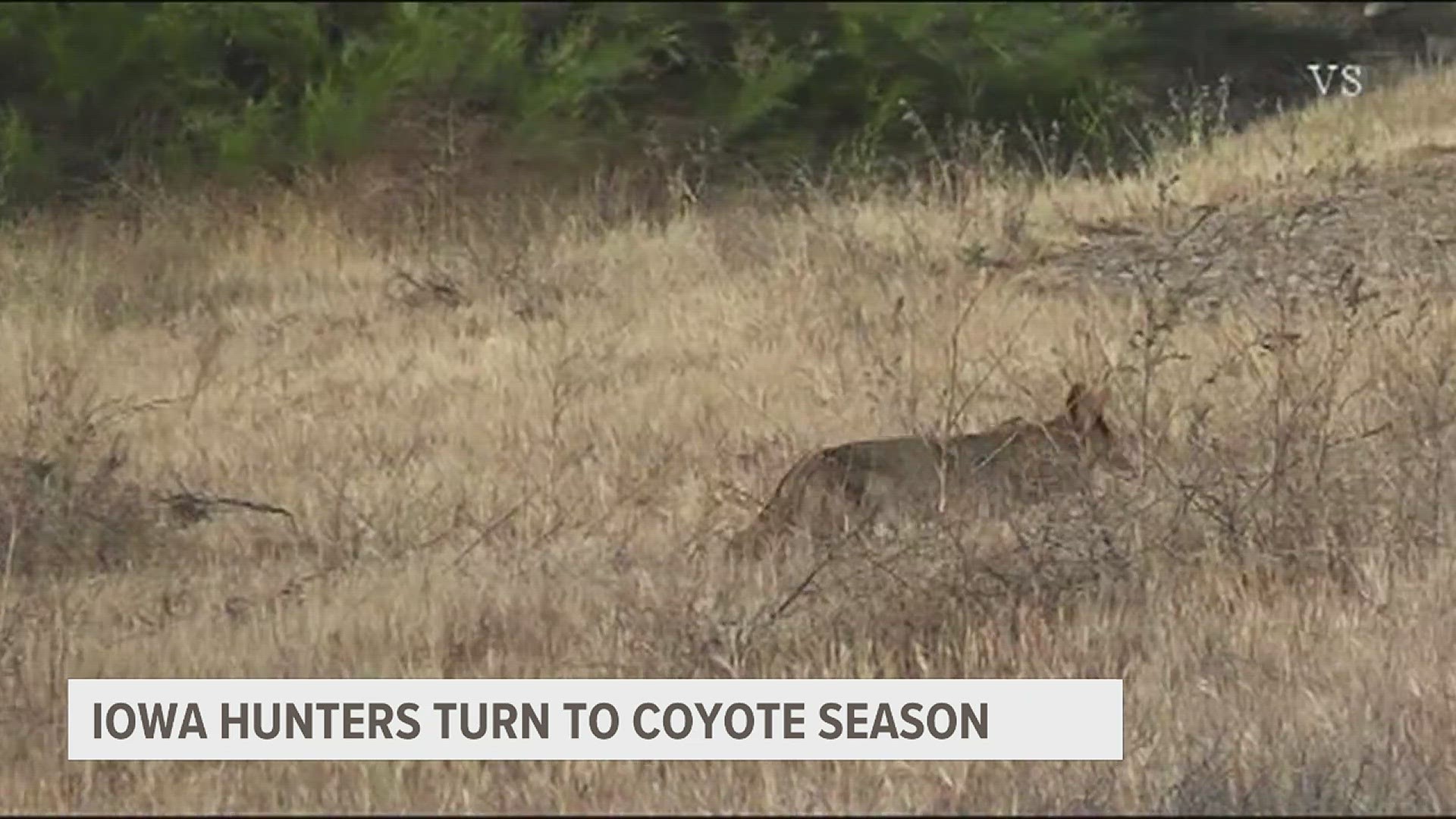 While most of Iowa's hunting seasons are now closed, some hunters are turning to coyotes. And the controversial practice of night hunting is legal.